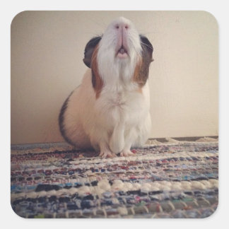 Sticker Carré collants de marguerite