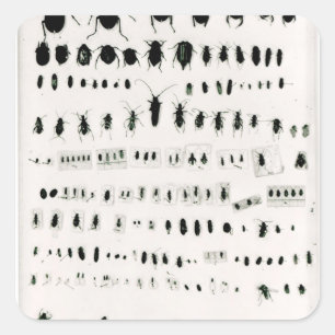 Sticker Carré Collection d'insectes de Darwin