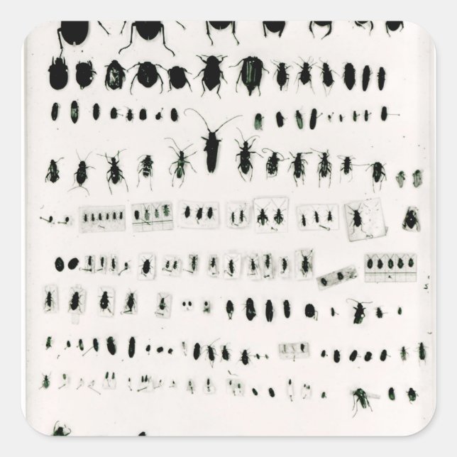 Sticker Carré Collection d'insectes de Darwin (Devant)