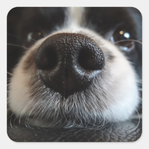 Sticker Carré Collie Bordure Cute Nez Closeuse