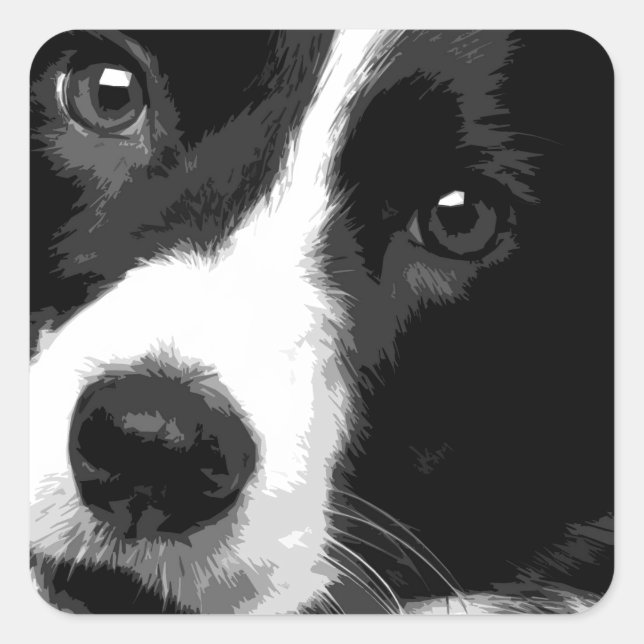 Sticker Carré Collie Bordure noire et blanche (Devant)