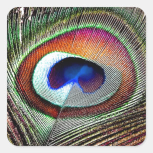 Sticker Carré Colorful Copper Peacock Feather