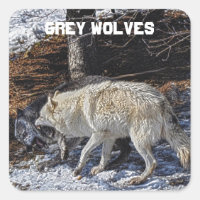 Combattre les loups gris