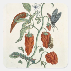 Sticker Carré Comfrey, de 'A Curious Herbal', 1782 (couleur eng