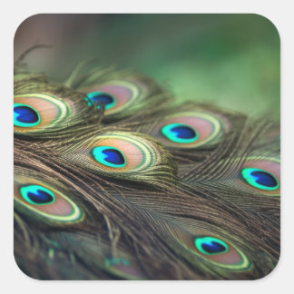 Sticker Carré Composition de plumes de paon brillantes