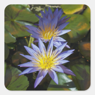 Sticker Carré Conception botanique florale de nénuphar tropical