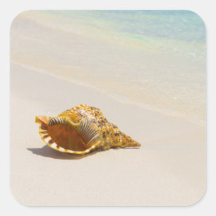 Sticker Carré Conque Shell sur la plage 3