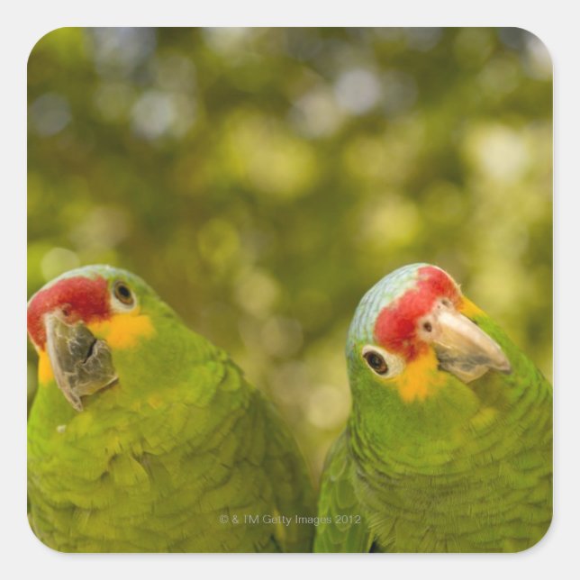 Sticker Carré Copan, Honduras (Devant)