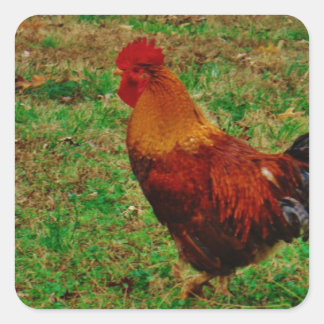 Sticker Carré Coq dans le triage