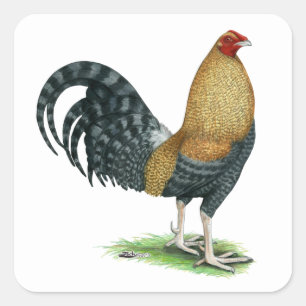Sticker Carré Coq de combat : Dom ou Crele
