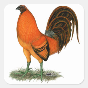 Sticker Carré Coq de rouge de gingembre de coq de combat