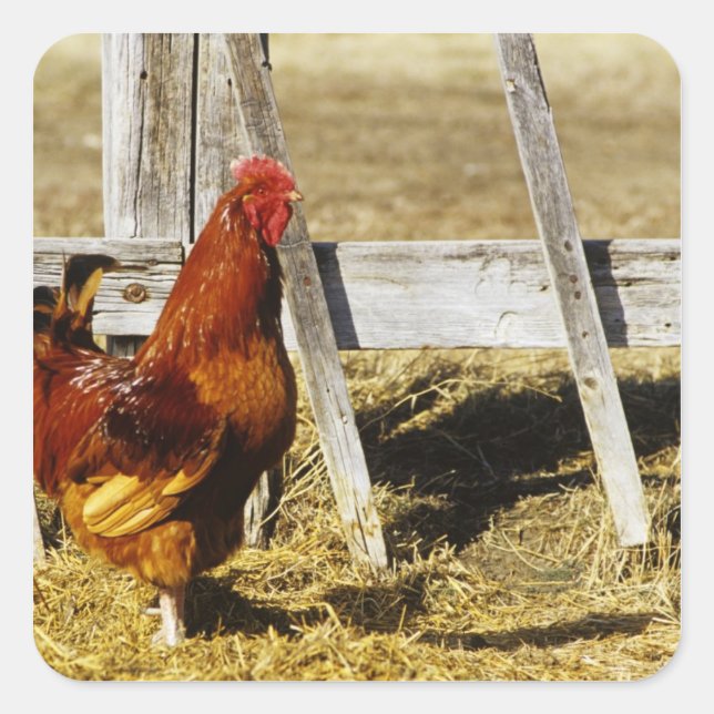 Sticker Carré Coq Rhode Island Red (Devant)