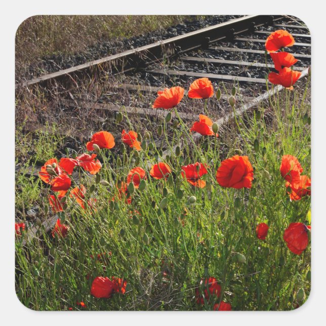 Sticker Carré Coquelicot sauvage        (Devant)