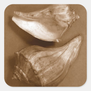 Sticker Carré Coques sensuelles