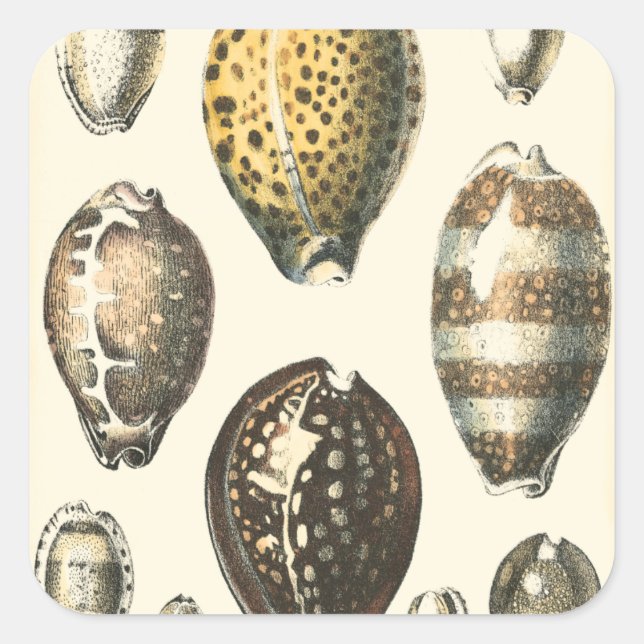 Sticker Carré Coquillages De Forme Unique (Devant)