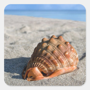 Sticker Carré Coquille marine, Conque géante, Rufa Cypraeacassis