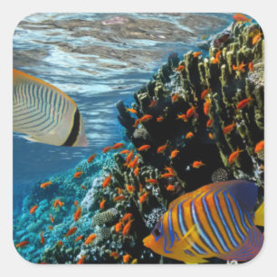 Sticker Carré Corail Reef avec feu Corail et poissons exotiques