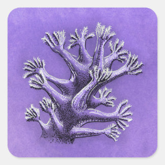 Sticker Carré Corail Reef Purple Marine Biologie Art