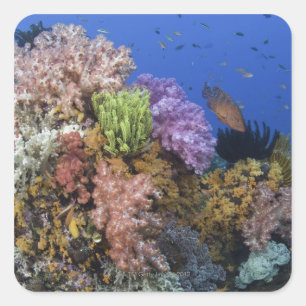Sticker Carré Corail reef, vue sous-marine