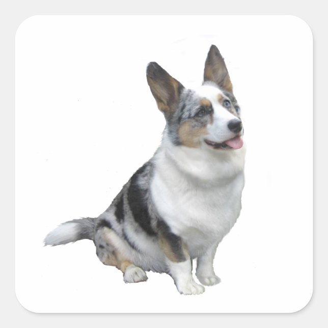 Sticker Carré Corgi bleu merle gallois (Devant)