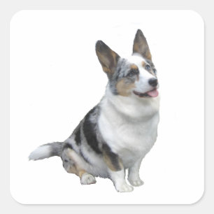 Sticker Carré Corgi gallois Blue Merle
