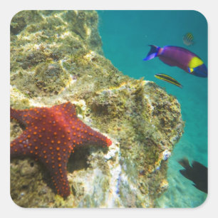 Sticker Carré Cortez Rainbow Wrasse mâle et femelle et mer