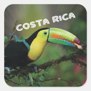 Sticker Carré Costa Rica avec Toucan coloré