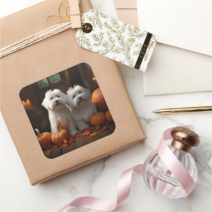 Sticker Carré Coton De Tulear Chiot Automne Citrouille délice