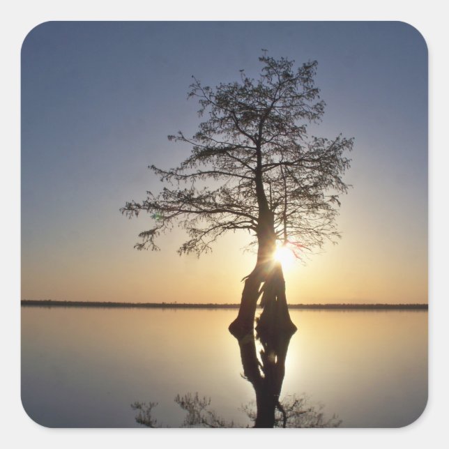 Sticker Carré Coucher de soleil derrière un arbre (Devant)