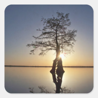 Sticker Carré Coucher de soleil derrière un arbre