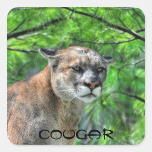 Sticker Carré Cougar Mountain Lion & Summer Pines Image de la fa