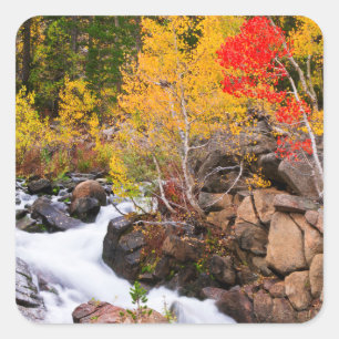 Sticker Carré Couleurs d'automne le long de Bishop Creek, CA