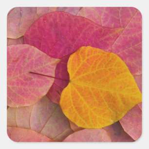 Sticker Carré Couleurs d'automne sur un Forest Pansy Redbud aux