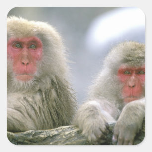 Sticker Carré Couple de singe des neiges, Macaque japonais