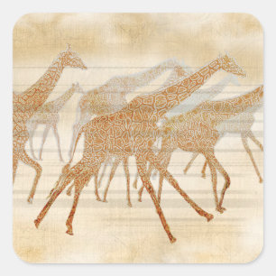 Sticker Carré Courir des girafes