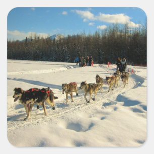 Sticker Carré Course de chiens de traîneau Iditarod Trail