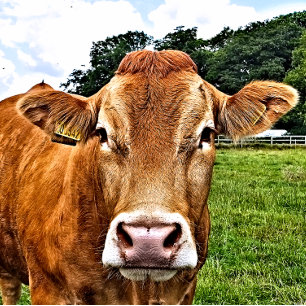 Sticker Carré COW Cute