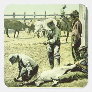 Sticker Carré Cowboys américains stigmatisant un veau, c.1900