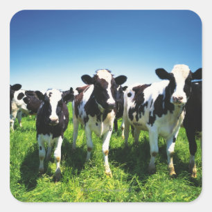 Sticker Carré Cows in the field, Betsukai town, Hokkaido