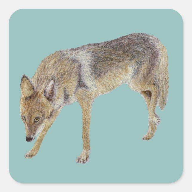 Sticker Carré Coyote (Devant)