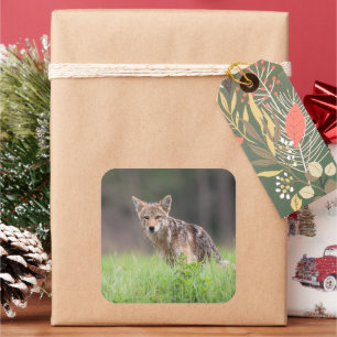 Sticker Carré Coyote debout dans une prairie verte