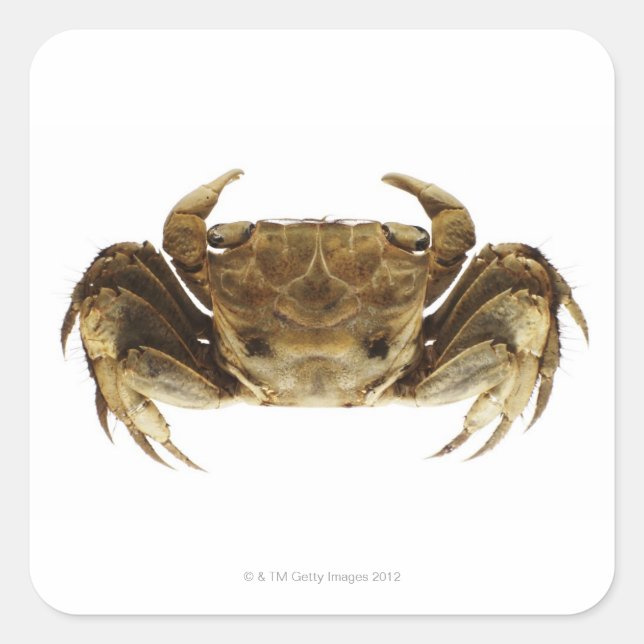 Sticker Carré Crabe sur arrière - plan blanc (Devant)