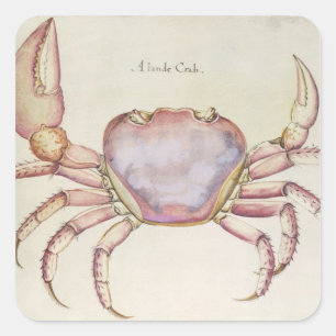 Sticker Carré Crabe terrestre