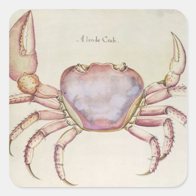 Sticker Carré Crabe terrestre (Devant)