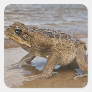 Sticker Carré Crain de cane Rhinella marina, précédemment Bufo