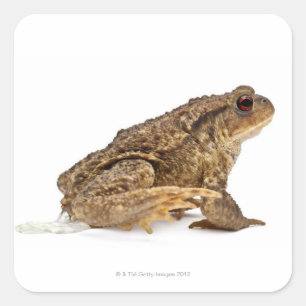 Sticker Carré Crapaud commun ou crapaud européen (Bufo bufo) pis