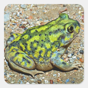 Sticker Carré Crapaud de Spadefoot d'un divan