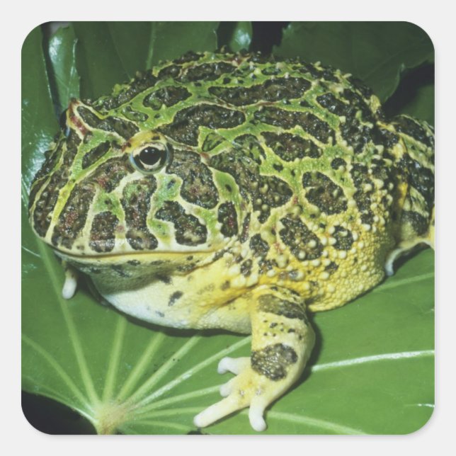 Sticker Carré Crapaud Orné, (Ceratophrys ornata), (Devant)