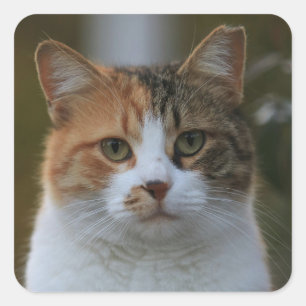 Sticker Carré Créez Votre Propre Photo de Chat Personnalisée