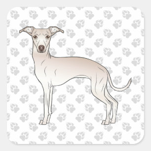 Sticker Carré Crème Italien Greyhound Cute Dessin Chien Avec Pat